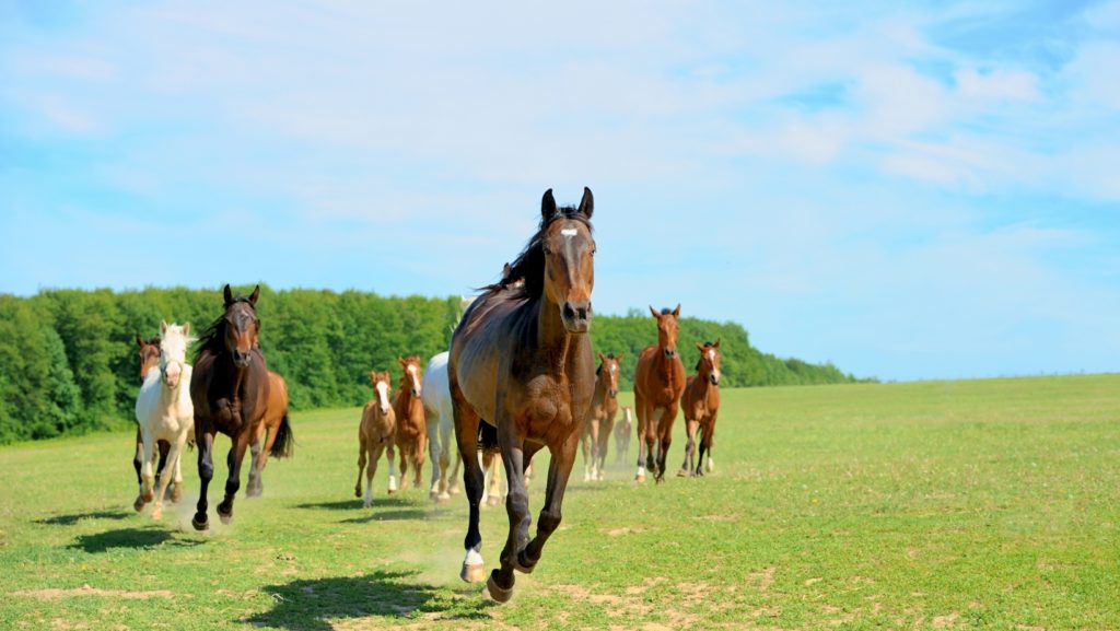 Poscente Horses